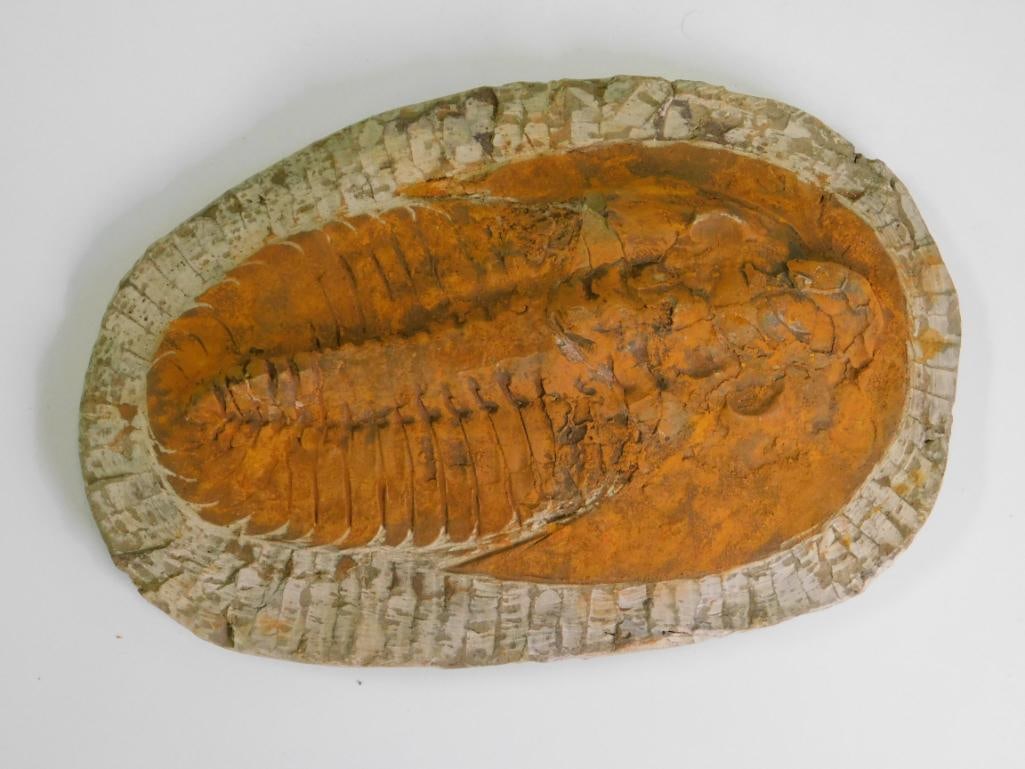 GIANT TRILOBITE FOSSIL ROCK STONE LAPIDARY SPECIMEN: GIANT TRILOBITE FOSSIL ROCK STONE LAPIDARY SPECIMEN