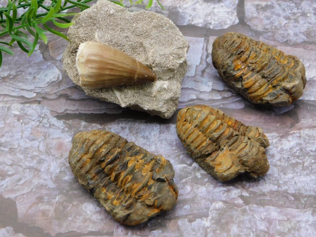 MIXED FOSSIL LOT ROCK STONE LAPIDARY SPECIMEN: MIXED FOSSIL LOT ROCK STONE LAPIDARY SPECIMEN