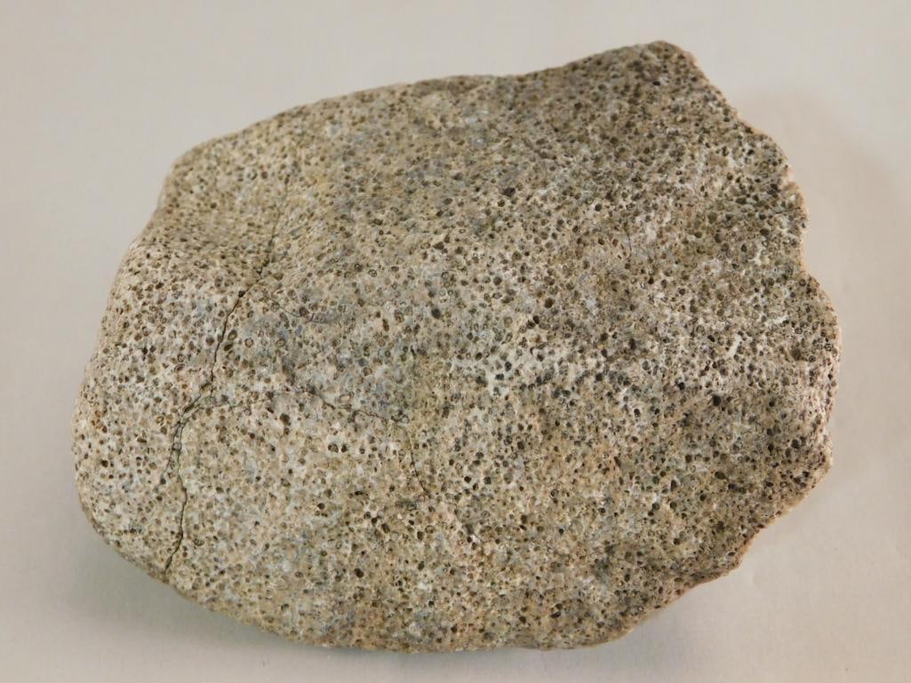 FOSSIL ROCK STONE LAPIDARY SPECIMEN: FOSSIL ROCK STONE LAPIDARY SPECIMEN
