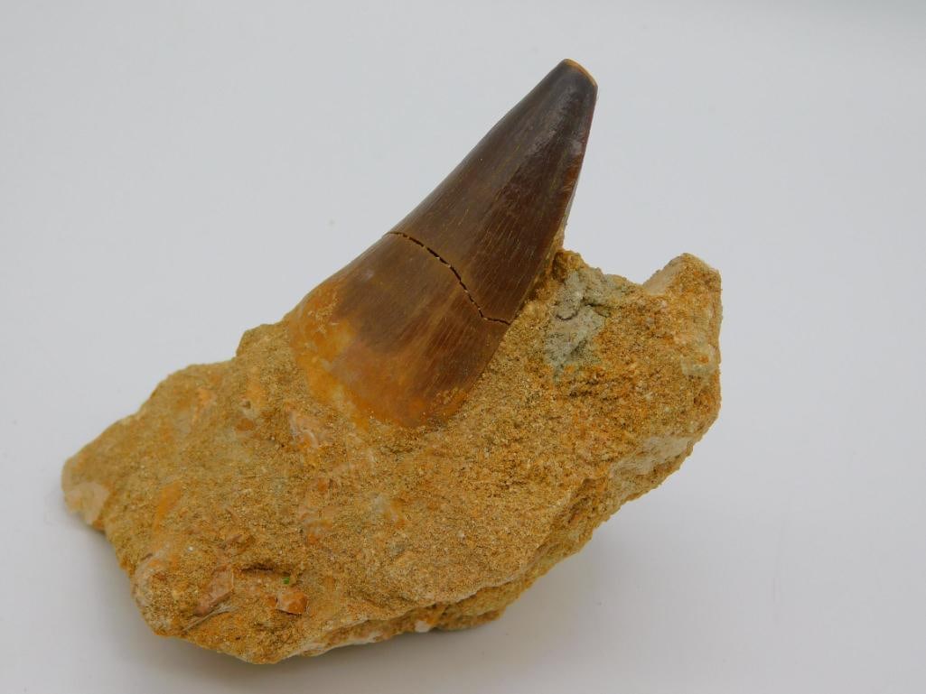 DINOSAUR TOOTH IN MATRIX ROCK STONE LAPIDARY SPECIMEN: DINOSAUR TOOTH IN MATRIX ROCK STONE LAPIDARY SPECIMEN