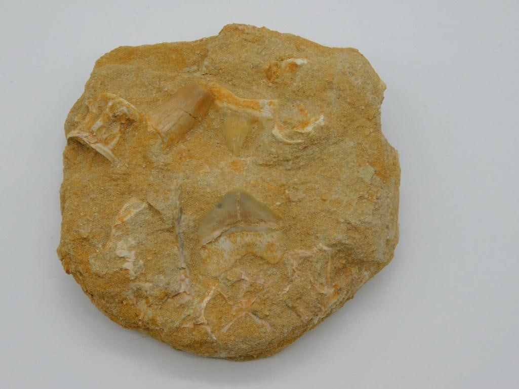 FOSSIL IN MATRIX ROCK STONE LAPIDARY SPECIMEN: FOSSIL IN MATRIX ROCK STONE LAPIDARY SPECIMEN