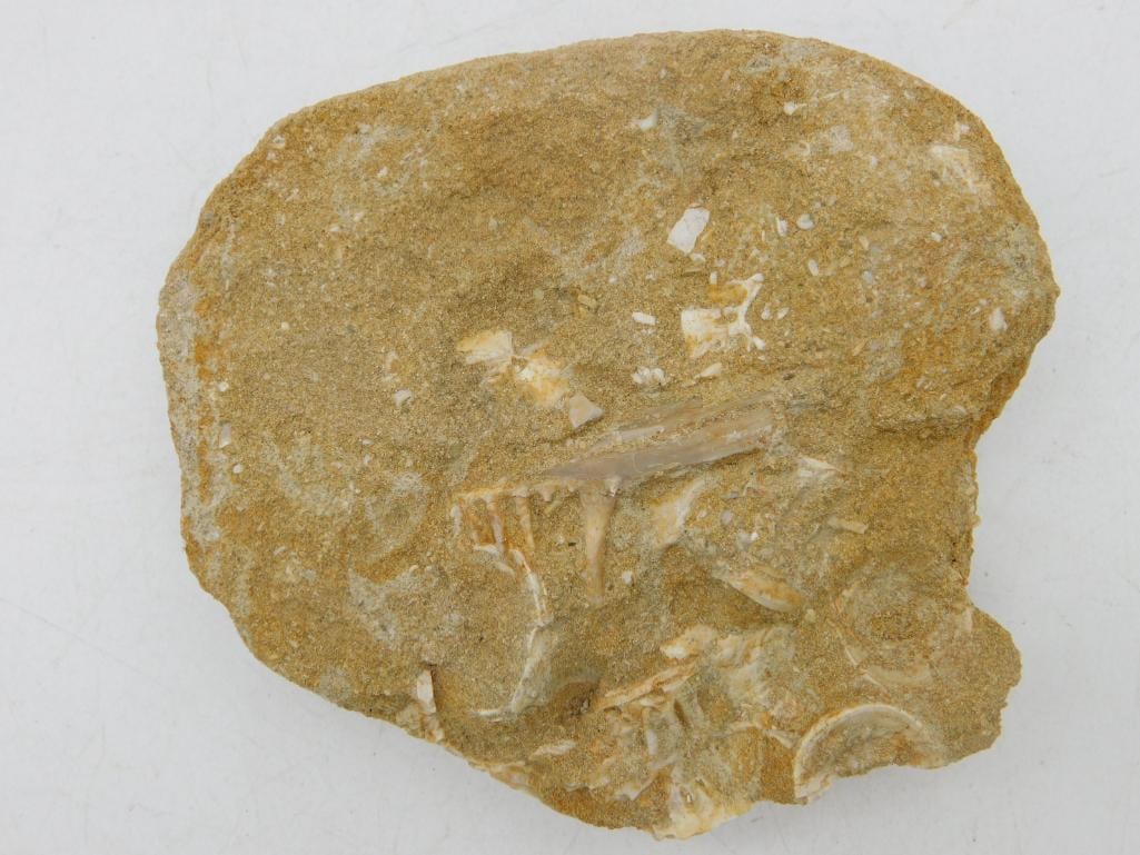 FOSSIL IN MATRIX ROCK STONE LAPIDARY SPECIMEN: FOSSIL IN MATRIX ROCK STONE LAPIDARY SPECIMEN
