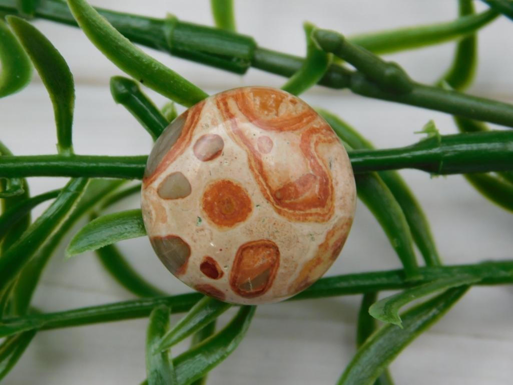 FOSSIL STONE CABOCHON ROCK STONE LAPIDARY SPECIMEN: FOSSIL STONE CABOCHON ROCK STONE LAPIDARY SPECIMEN