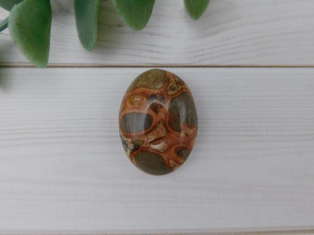 FOSSIL STONE CABOCHON ROCK STONE LAPIDARY SPECIMEN: FOSSIL STONE CABOCHON ROCK STONE LAPIDARY SPECIMEN