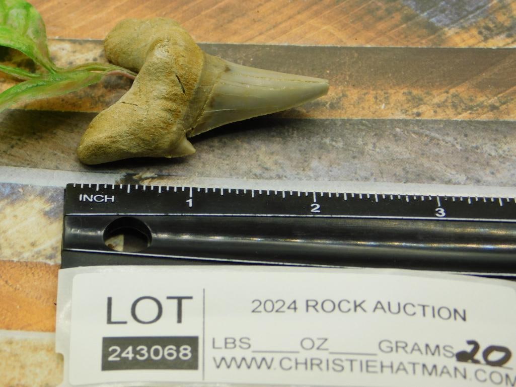 SHARK TOOTH ROCK STONE LAPIDARY SPECIMEN: SHARK TOOTH ROCK STONE LAPIDARY SPECIMEN