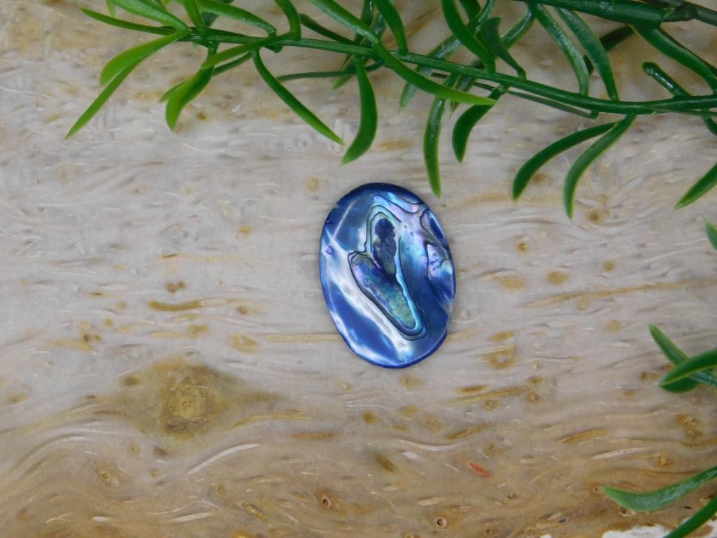 ABALONE CABOCHON ROCK STONE LAPIDARY SPECIMEN: ABALONE CABOCHON ROCK STONE LAPIDARY SPECIMEN
