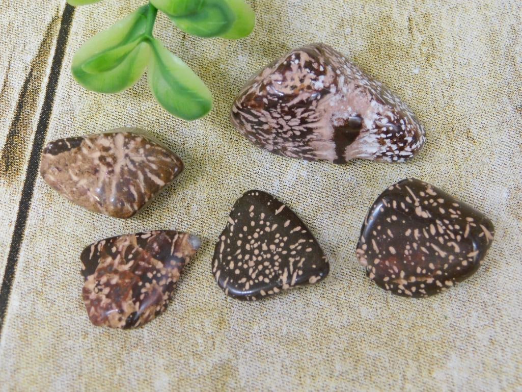 STARBURST JASPER ROCK STONE LAPIDARY SPECIMEN: STARBURST JASPER ROCK STONE LAPIDARY SPECIMEN