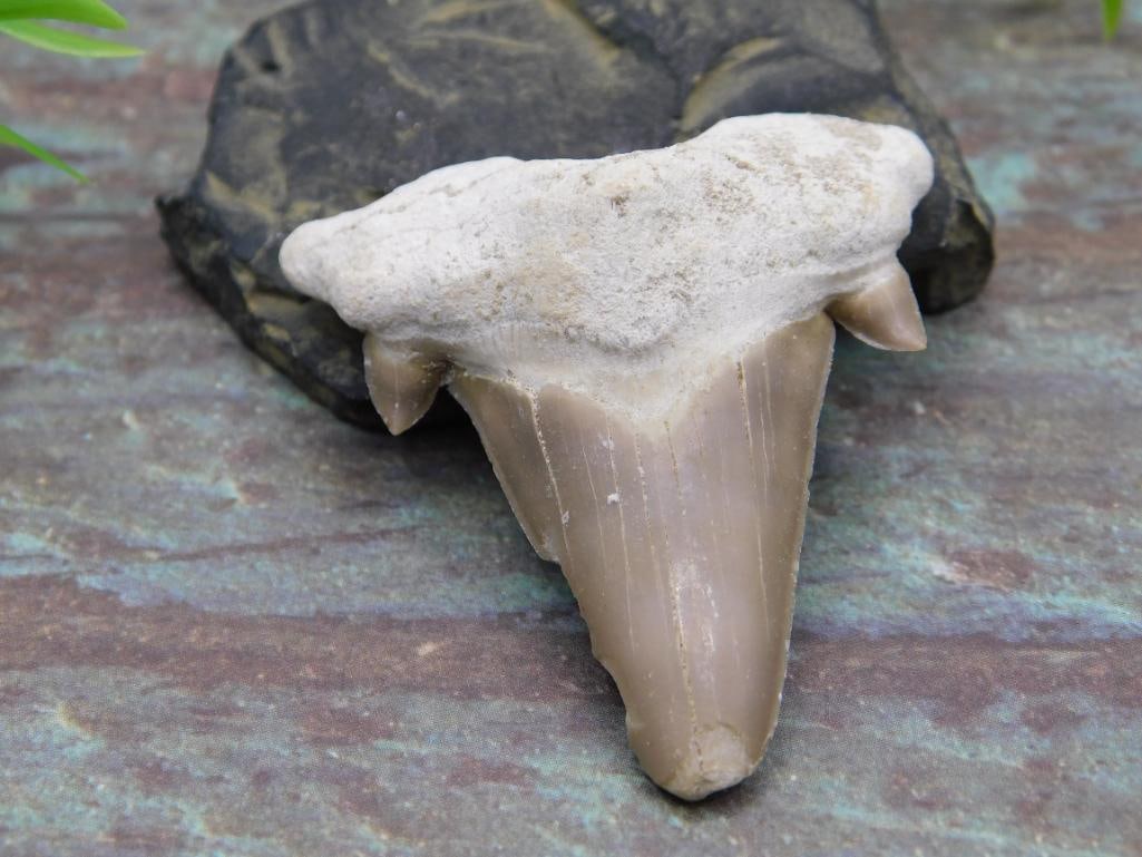 JEWELRY SALE! ROCK STONE LAPIDARY SPECIMEN: JEWELRY SALE! ROCK STONE LAPIDARY SPECIMEN