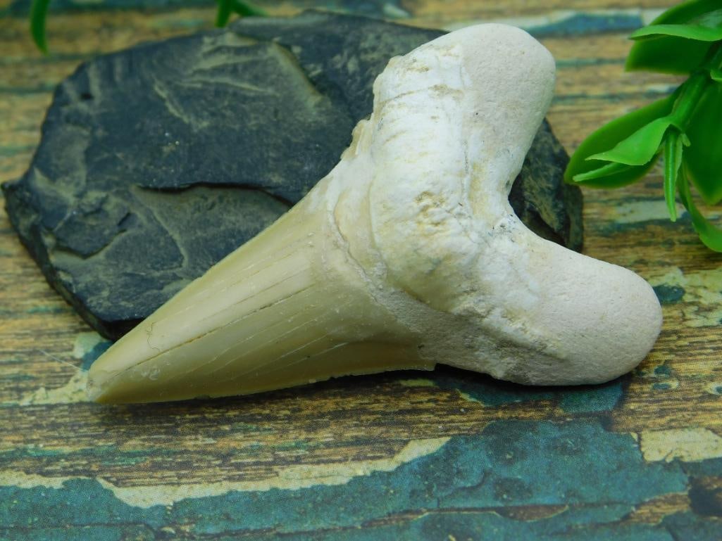 JEWELRY SALE! ROCK STONE LAPIDARY SPECIMEN: JEWELRY SALE! ROCK STONE LAPIDARY SPECIMEN