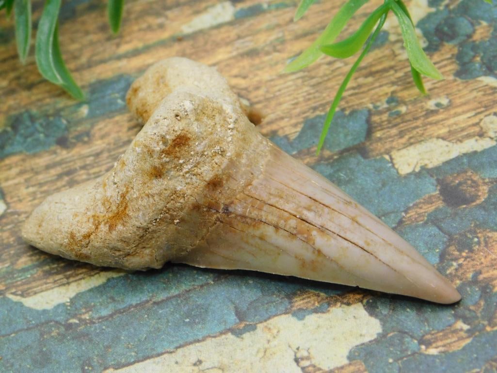 JEWELRY SALE! ROCK STONE LAPIDARY SPECIMEN: JEWELRY SALE! ROCK STONE LAPIDARY SPECIMEN