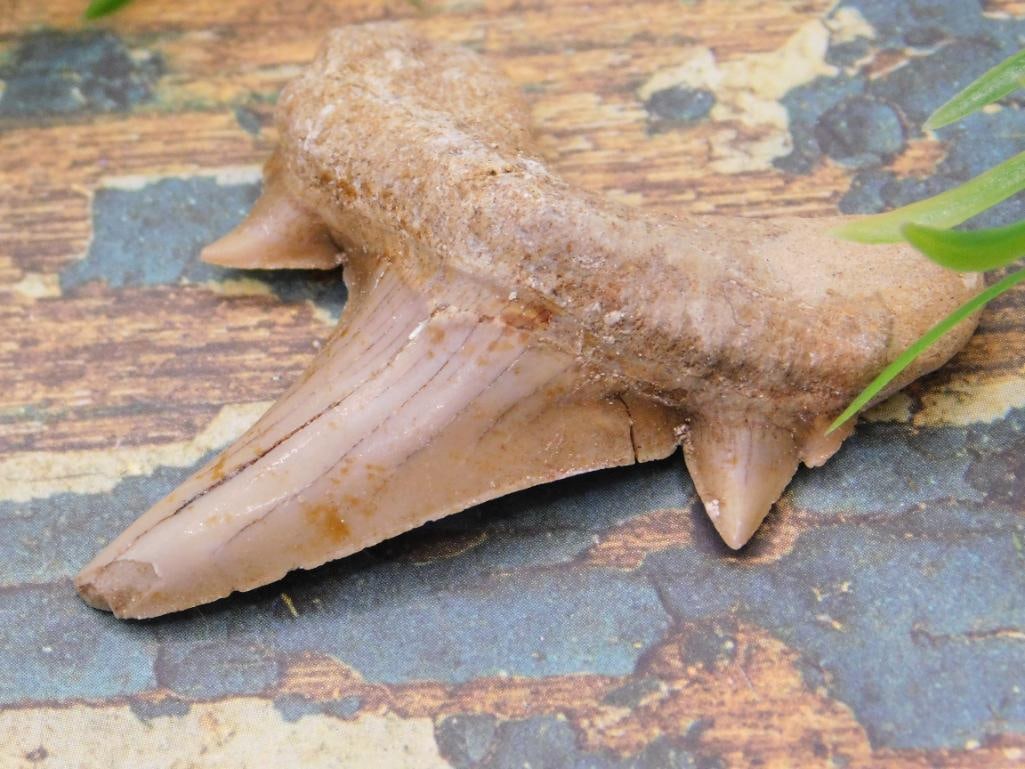 JEWELRY SALE! ROCK STONE LAPIDARY SPECIMEN: JEWELRY SALE! ROCK STONE LAPIDARY SPECIMEN