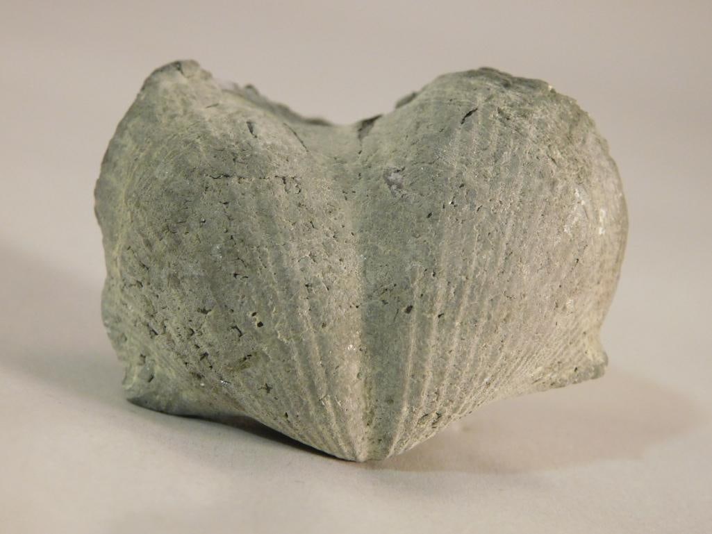 BRACHIOPOD ROCK STONE LAPIDARY SPECIMEN: BRACHIOPOD ROCK STONE LAPIDARY SPECIMEN