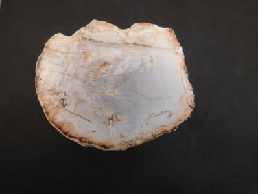 PETRIFIED WOOD ROCK STONE LAPIDARY SPECIMEN