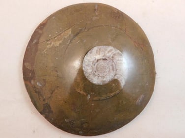 AMMONITE ROCK STONE LAPIDARY SPECIMEN