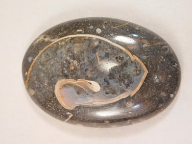 COLUS CABOCHON ROCK STONE LAPIDARY SPECIMEN