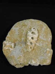 FOSSIL IN MATRIX ROCK STONE LAPIDARY SPECIMEN