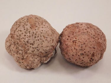 COPROLITE ROCK STONE LAPIDARY SPECIMEN