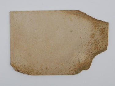 PETRIFIED PALM WOOD SLAB ROCK STONE LAPIDARY SPECIMEN