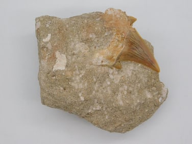 SHARK TOOTH IN MATRIX