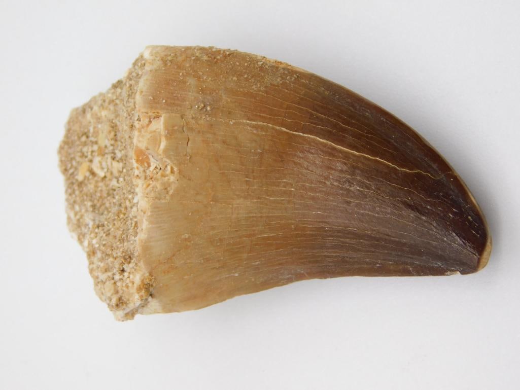 DINOSAUR TOOTH: DINOSAUR TOOTH