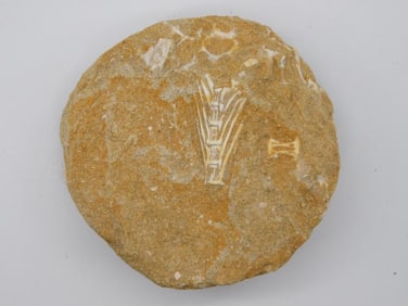 DINOSAUR BONE IN MATRIX