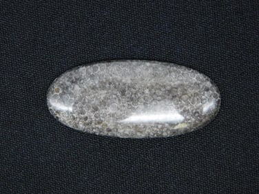 BLACK CORAL CABOCHON ROCK STONE LAPIDARY SPECIMEN