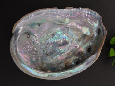 Large Abalone Shell with Iridescent Interior