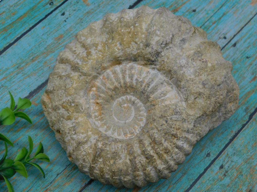 AMMONITE ROCK STONE LAPIDARY SPECIMEN: AMMONITE ROCK STONE LAPIDARY SPECIMEN