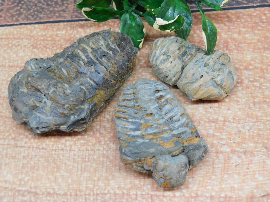 TRILOBITE ROCK STONE LAPIDARY SPECIMEN: TRILOBITE ROCK STONE LAPIDARY SPECIMEN