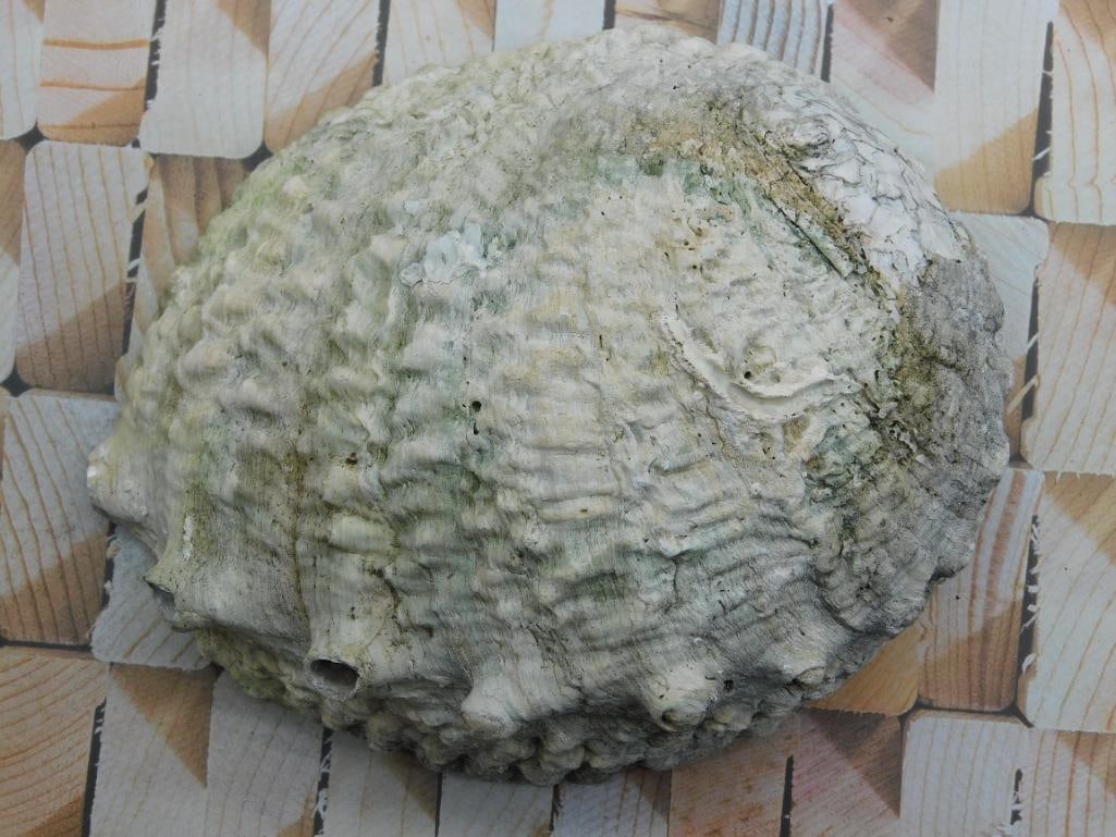 ABALONE SHELL: ABALONE SHELL