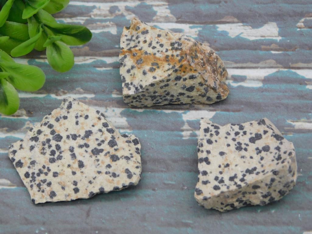 DALMATION JASPER ROCK STONE LAPIDARY SPECIMEN: DALMATION JASPER ROCK STONE LAPIDARY SPECIMEN