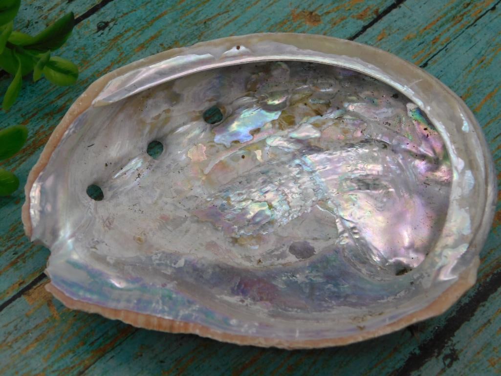 ABALONE SHELL: ABALONE SHELL