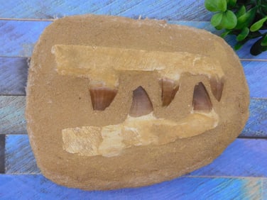 2 POUND MOSASAUR FOSSIL ROCK STONE LAPIDARY SPECIMEN