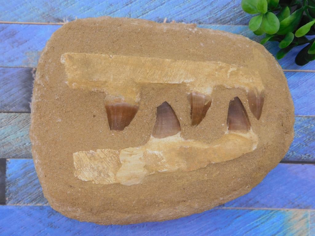 2 POUND MOSASAUR FOSSIL ROCK STONE LAPIDARY SPECIMEN: 2 POUND MOSASAUR FOSSIL ROCK STONE LAPIDARY SPECIMEN