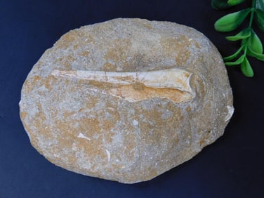 ENCHODUS FOSSIL ROCK STONE LAPIDARY SPECIMEN