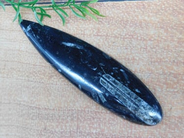 ORTHOCERAS ROCK STONE LAPIDARY SPECIMEN