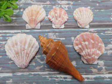 MIXED SHELL LOT ROCK STONE LAPIDARY SPECIMEN