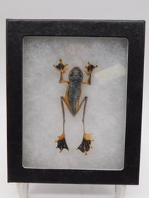FLYING PARACHUTE FROG DISPLAY TAXIDERMY