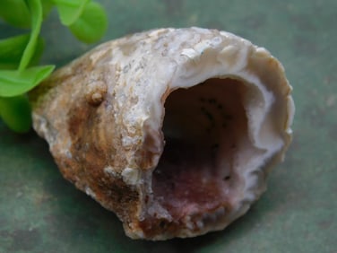 Geode with Crystalline Interior ROCK STONE LAPIDARY SPECIMEN