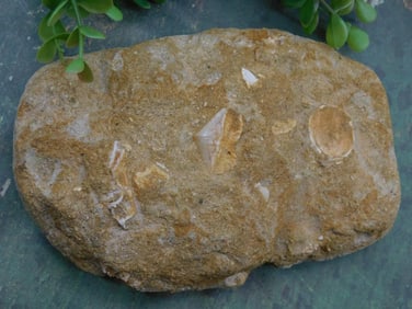 Fossilized Rock With Embedded Shells and Fragments