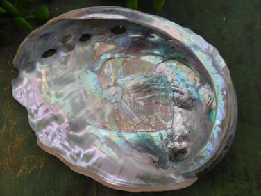 Iridescent Abalone Shell with Interior