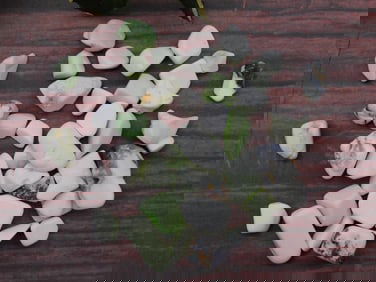 Lemon Chrysoprase Gemstones Rock Stone Lapidary Specimen