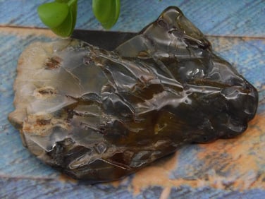 Petrified Wood Rock Stone Lapidary Specimen