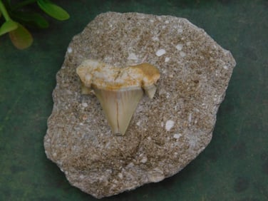 Shark Tooth in Matrix Rock Stone Lapidary Specimen