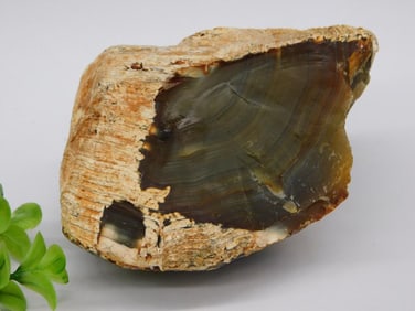 Agate ROCK STONE LAPIDARY SPECIMEN