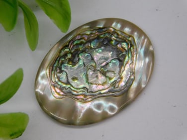 Abalone Cabochon Rock Stone Lapidary Specimen