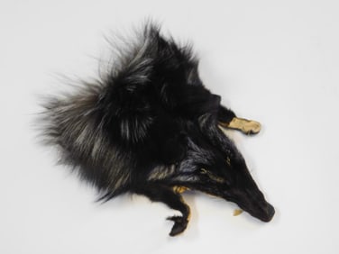 BLACK COYOTE PELT VINTAGE TAXIDERMY