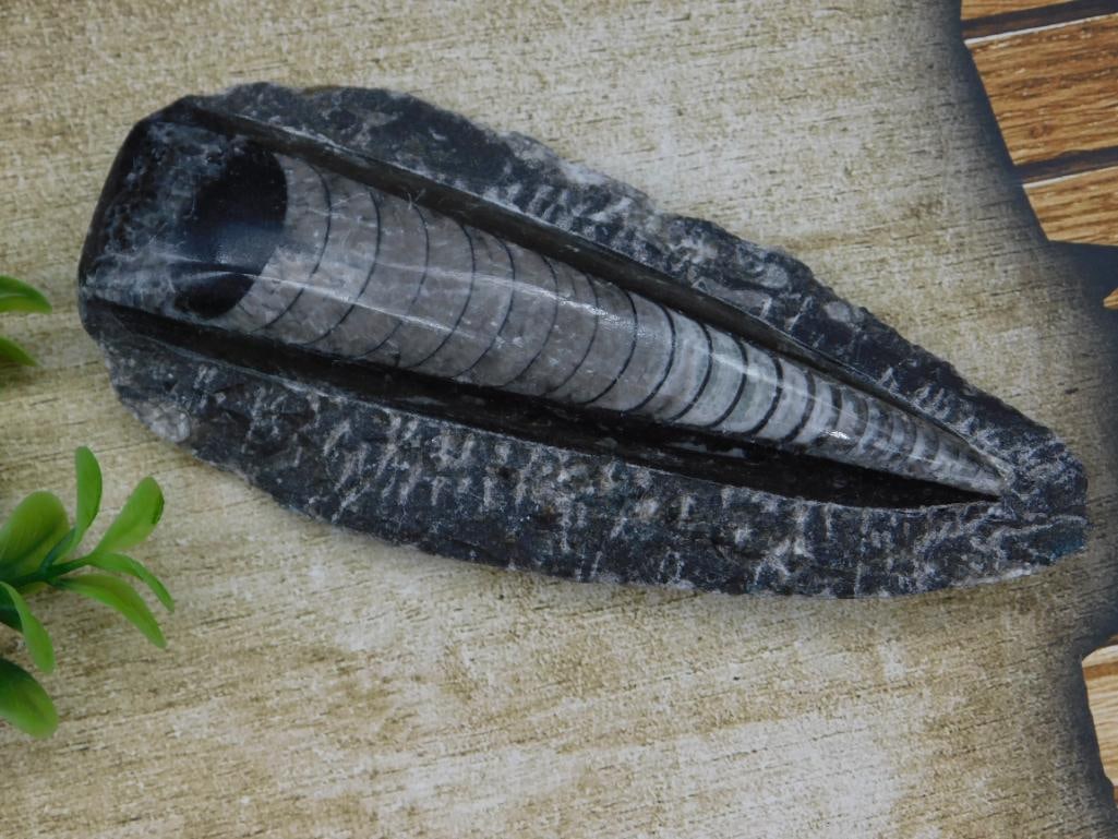 ORTHOCERAS ROCK STONE LAPIDARY SPECIMEN: ORTHOCERAS ROCK STONE LAPIDARY SPECIMEN