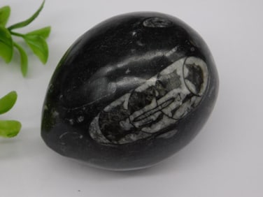 ORTHOCERAS EGG ROCK STONE LAPIDARY SPECIMEN