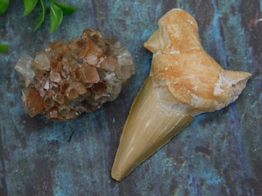 SHARK TOOTH AND ARAGONITE NODULE MIXED LOT ROCK STONE LAPIDARY SPECIMEN